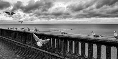 Les Oiseaux à Cabourg_L.Boukouvala_1