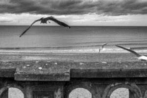 Les Oiseaux à Cabourg_L.Boukouvala_3