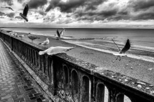 Les Oiseaux à Cabourg_L.Boukouvala_5